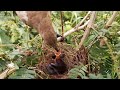 Large grey babbler bird Crickets and worms for babies to eat [ Review Bird Nest ]