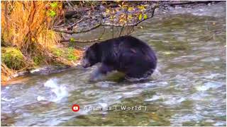 Balck Bear video it's Real Name Vancouver Island wao🐨so ct #animalsnatural #animalsnature #subscribe by Animals World 84 views 2 years ago 24 seconds