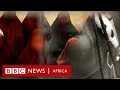 What happened to the Chibok girls? BBC Africa