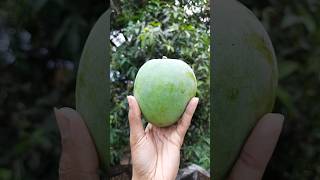 Cute Yummy Malgova Mango? Picked From My Garden shorts shortsvideo malgova gardeningvideos