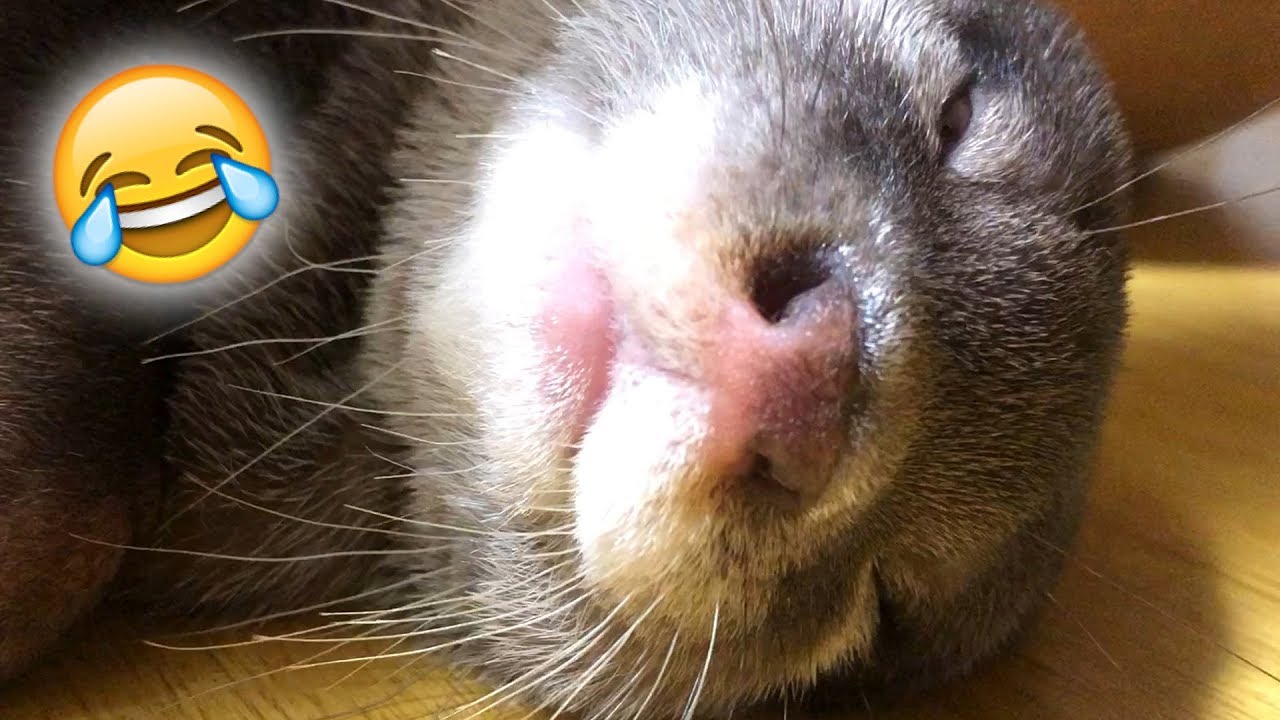 Otter Bingo Sleeping Face Looks Dumb Youtube Otter Bingo Sleeping Face Looks Dumb Youtube