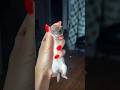 Ferret Secrets They Won’t Tell You! 😳🦦 | #ferret #animals