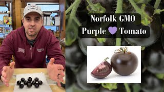 Norfolk GMO Purple Tomato