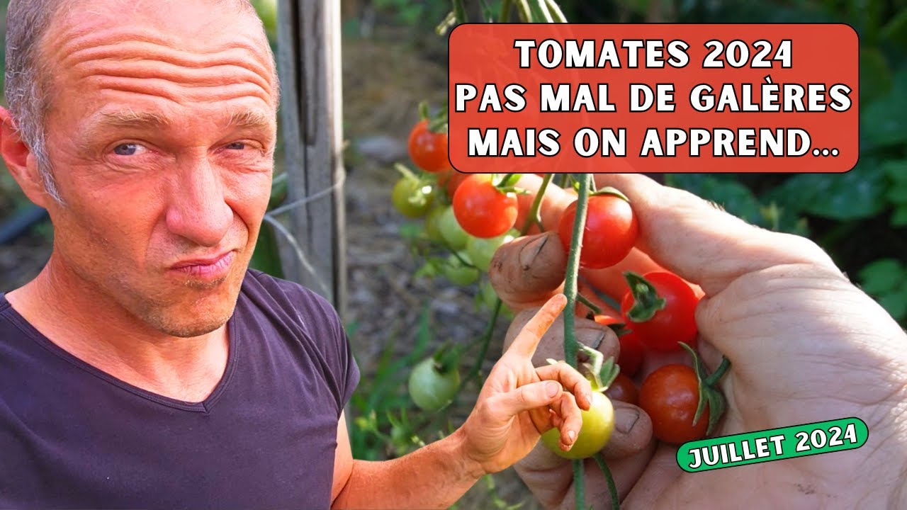 Observations sur la culture de tomates - Saison 2024