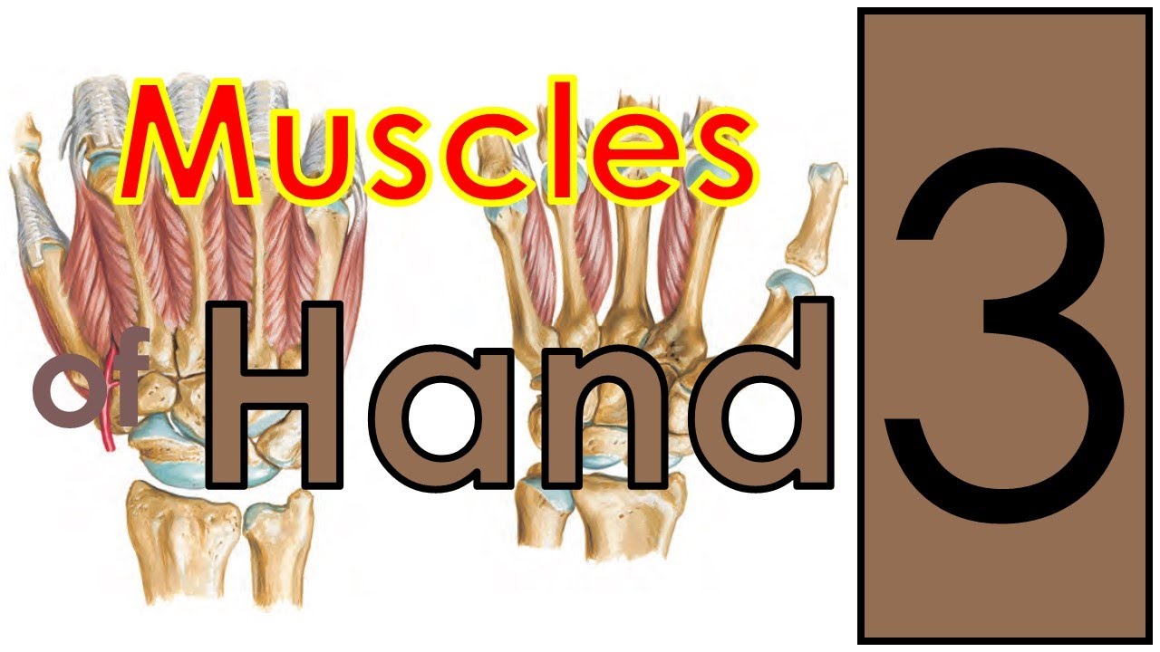 Muscles of Hand (4/14) || Upper Limb || كلية الطب - مادة التشريح || (M1---) || [49]