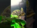 my chameleon hates me 🥺😔🤧 #Mrgrumpy #alwaysmad #followme