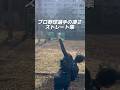 糸を引く様なプロ野球選手のストレート集 #neolab #球速アップ #内田聖人
