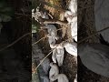 Мускусные утки лавандовые 4 мес.