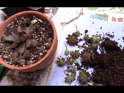 多肉植物センペルビウムsempervivum増やし方 株分け 植え付けsucculents Stok Split Plants Youtube