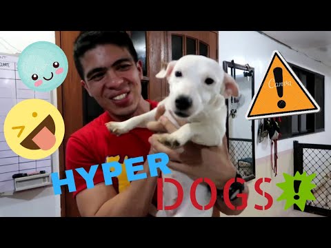 Video: Paano Huminahon Ang Isang Hyperactive Dog