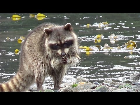 Fearless: These Island Racoons are Not Afraid