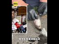 台中梧棲疑競速飆車 黑車失控自撞釀2死 #shorts