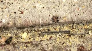 Restaurant Has Ants by Cowleys Pest Services 14 views 2 days ago 1 minute