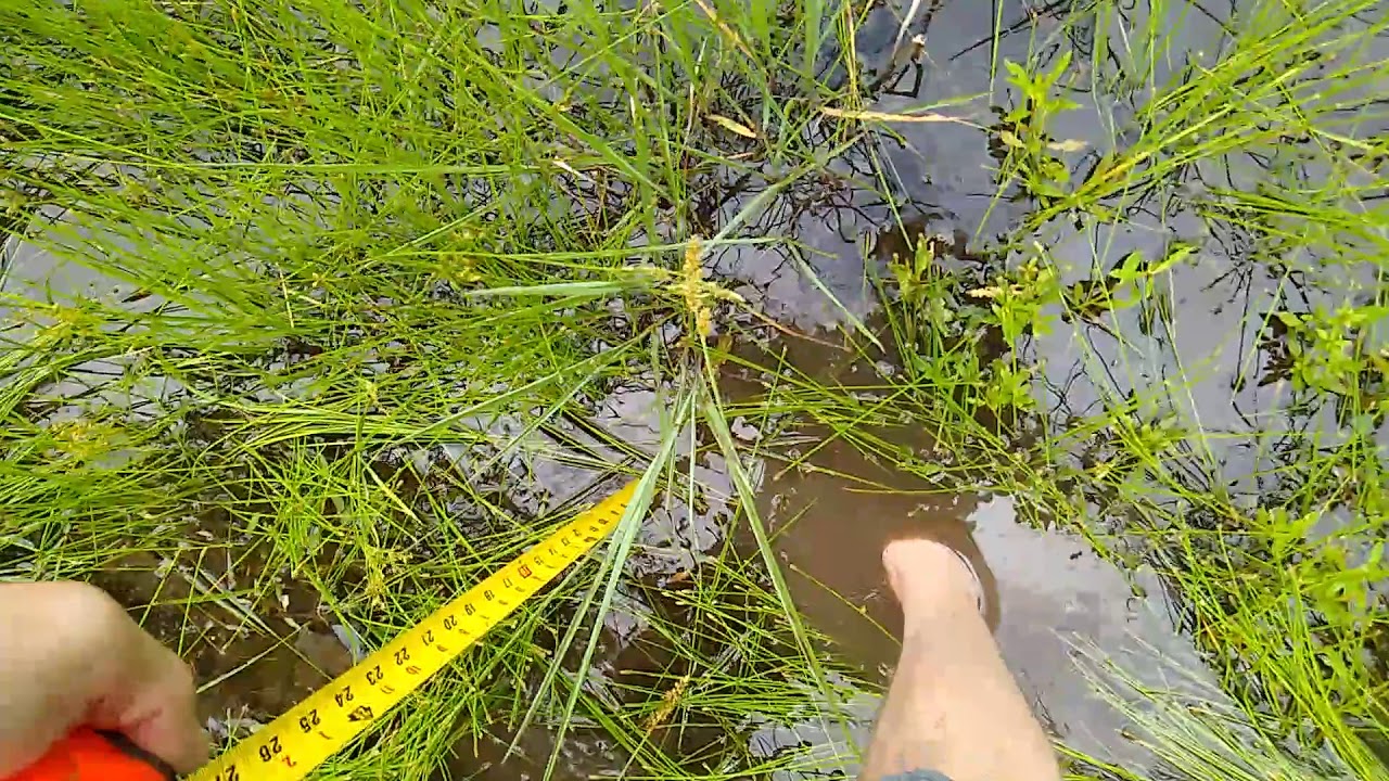 Checking out the water that my neighbor is backing up onto my property