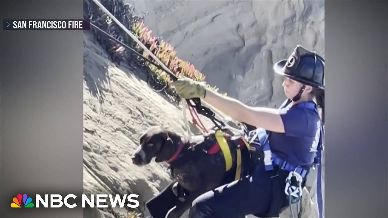 Dramatic video shows firefighters rescuing dog stranded on cliffside