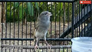 Burung kenari Starblue gacor PANCINGAN AMPUH Kenari Malas bunyi