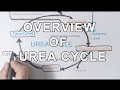 Overview of UREA CYCLE