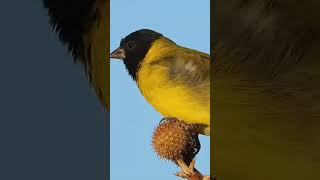 CABECITA NEGRA Spinus magellanica  #aves #cabecitanegra #SpinusMagellanica  #shorts  #pájaro