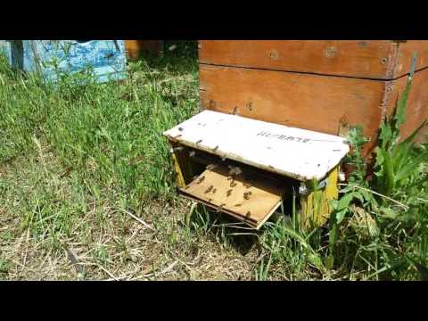 Futkrebi ფუთკარი