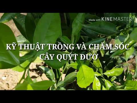 Video: Cách Trồng Cây Quýt đường Tại Nhà