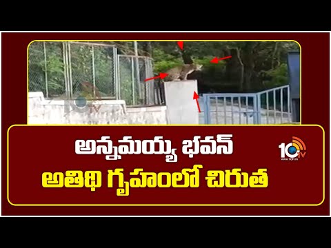 Leopard at Annamayya Bhavan Guest House | అన్నమయ్య భవన్ అతిథి గృహంలో చిరుత | 10TV News - 10TVNEWSTELUGU