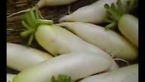 Máy rửa củ cải, khoai lang, khoai tây cà rốt