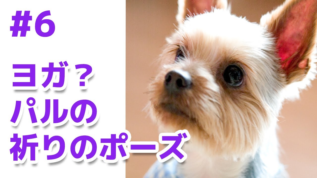 パルちゃんねる 6 ヨガ パルの祈りのポーズ Old Dog Pal The Yorkshire Terrier Youtube