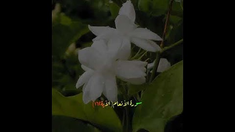 آياتٌ مختارةٌ مِنَ الذكرِ الحكيم سورةُ الأنعام(الآية ١٦٢)#أهل_القرآن_الأبرار