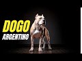 What NOBODY Tells You About The DOGO ARGENTINO
