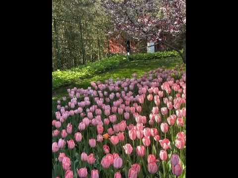 ذكريات الماضي بصوت نجاة الصغيرة وأجمل مناظر الورد