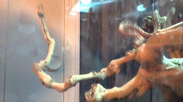 Slow Motion Green Tree Python Strike