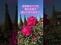 #樹木葬 四季庭のバラが雨の水滴で潤っております!