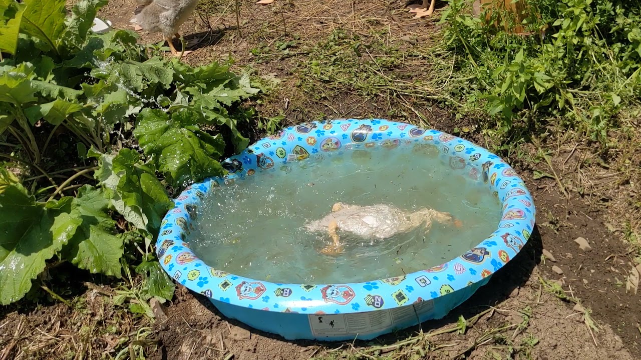 Pilgrim Geese - goslings 26 days old - swimming under water.