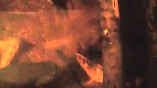 Huge Jaguar Catfish Jaguar Catfish Max Size