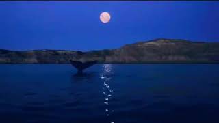 سورة البقرة كامله بصوت منصور السالمي هدوء لايوصف ♥️♥️.