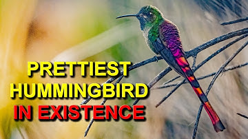 I Found the PRETTIEST HUMMINGBIRD in Existence WOW!!!