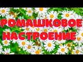 Ромашковое настроение   Музыкальная открытка