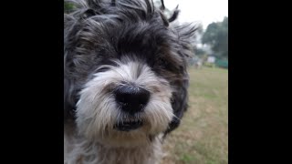 Miss Coco The Princess Pup