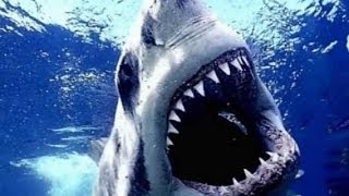 Adverts Inc Sharks In Solvite Wallpaper Past,