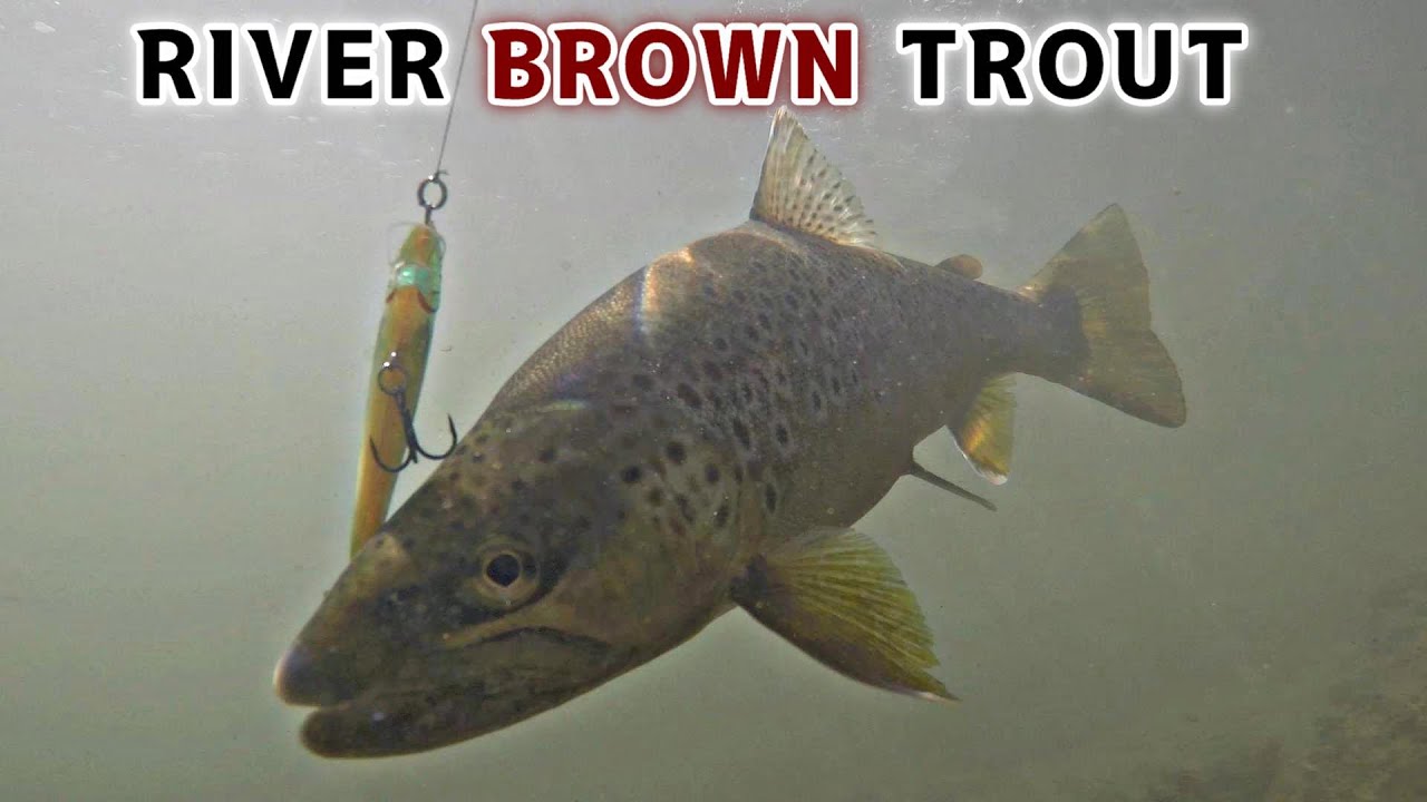 BROWN TROUT River Fishing for Trout YouTube