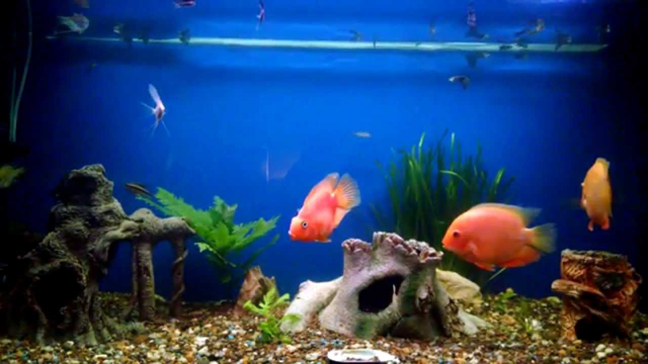 Аквариум в замедленной съёмке [Aquarium in slow motion]
