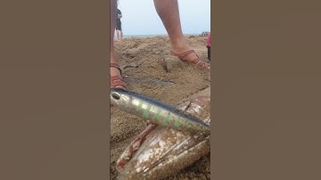 CÂU CÁ NHỒNG BẰNG MỒI CÂU TSURINOYA WALKING DOG