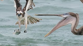 Amazing Bird Photography Osprey VS Pelican - Sony A9 - Sony A7RIV