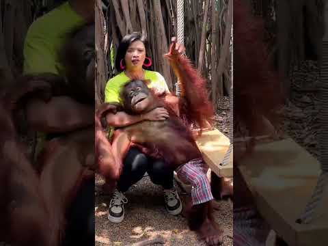 Orang hutan pegang susu cewek cantik