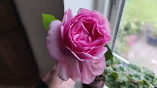Mum In A Million Rose Review Ghita Renaissance