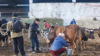 Озгон мал базары 🐂🐴🐑🐄 торпок баалары бир аз тушкондой болду