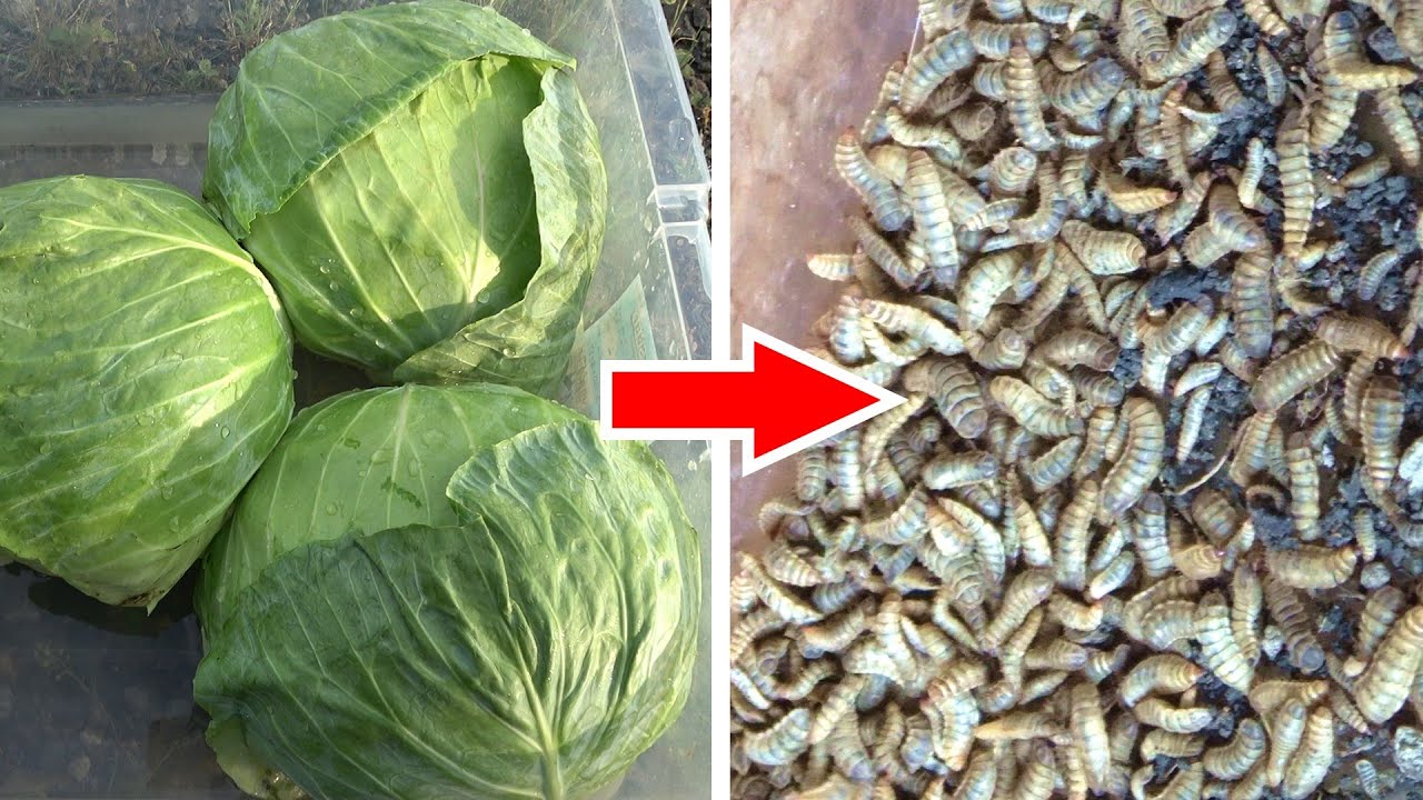 キャベツを野外に放置したら害虫が大量発生した - YouTube