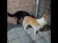 Brincar é muito bom! #cachorrosdivertidos #bordercollie #viralata #shorts #cachorro #yotubeshorts