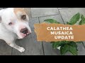 A Very Quick Update on the Calathea Musaica (Mosaic) Plant