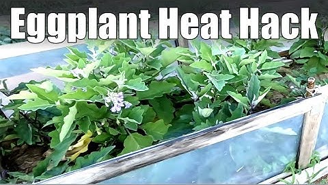 Eggplant Hack for Short Growing Seasons